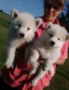 Puppies for sale Belgium, Antwerp Samoyed dog (Samoyed)