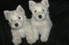 Puppies for sale Cyprus, Ayia Napa West Highland White Terrier