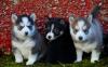 Puppies for sale Canada, Yukon Haski
