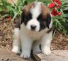 Puppies for sale Lithuania, Vilnius Other breed, Saint Bernard Puppies