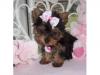 Puppies for sale Belgium, Brussels Yorkshire Terrier