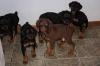 Puppies for sale Greece, Patra Doberman