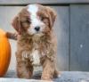 Puppies for sale Czech Republic, Prague Other breed, cavapoo