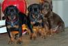 Puppies for sale Germany, Weimar Doberman