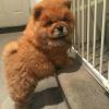 Puppies for sale Cyprus, Paphos Chow Chow