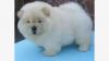 Puppies for sale Germany, Cottbus Chow Chow