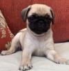 Puppies for sale Italy, Parma Pug
