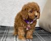 Puppies for sale Belgium, Brussels , cavapoo