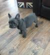 Puppies for sale Germany, Dusseldorf French Bulldog