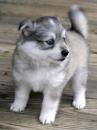 Puppies for sale Germany, Giessen Spitz