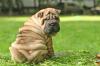 Puppies for sale Czech Republic, Bridge Shar Pei