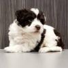 Puppies for sale Cyprus, Paphos Havanese
