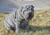 Puppies for sale Cyprus, Protaras Shar Pei