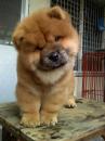 Puppies for sale Netherlands, Maastricht Chow Chow