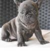 Puppies for sale Greece, Heraklion French Bulldog