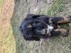 Puppies for sale Italy, Palermo , Bernedoodle