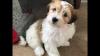 Puppies for sale Cyprus, Larnaca Havanese
