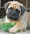 Puppies for sale Hungary, Budapest Bullmastiff