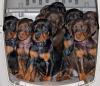 Puppies for sale Czech Republic, Prague Doberman