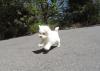 Puppies for sale Italy, Naples Maltese