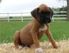 Puppies for sale Greece, Heraklion Boxer