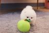 Puppies for sale Italy, Cortina d'ampetso Pomeranian Spitz