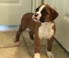Puppies for sale Germany, Dusseldorf Boxer