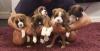 Puppies for sale Georgia, Burn Boxer