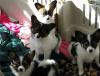 Puppies for sale Italy, Leche , Papillon