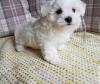 Puppies for sale Italy, Leche Maltese