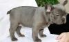 Puppies for sale France, Paris French Bulldog