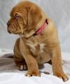 Puppies for sale France, Paris Bordeaux Dog