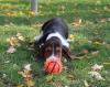 Puppies for sale Cyprus, Larnaca Basset Hound