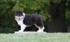 Puppies for sale France, Paris Collie