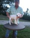 Puppies for sale France, Paris Other breed, Dogo Argentino