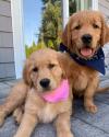 Puppies for sale France, Paris Golden Retriever