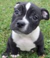 Puppies for sale Canada, Alberta, Edmonton American Pit-Bull Terrier