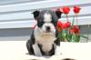 Puppies for sale France, Paris Boston Terrier