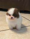 Puppies for sale France, Paris Pomeranian Spitz