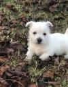Puppies for sale France, Paris West Highland White Terrier