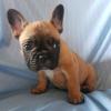 Puppies for sale Germany, Aihvald French Bulldog
