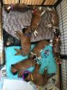 Puppies for sale Greece, Athens Boxer