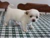 Puppies for sale Italy, Parma Chihuahua