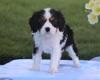 Puppies for sale France, Paris King Charles Spaniel
