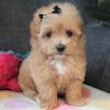 Puppies for sale Canada, Ontario, Toronto Other breed, maltipoo