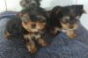 Puppies for sale Italy, Venice Yorkshire Terrier