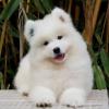 Puppies for sale Canada, Alberta Samoyed dog (Samoyed)