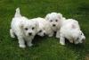 Puppies for sale Bulgaria, Sofia Maltese