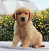 Puppies for sale Spain, Valencia Golden Retriever