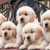 Puppies for sale Ireland, Dublin Golden Retriever